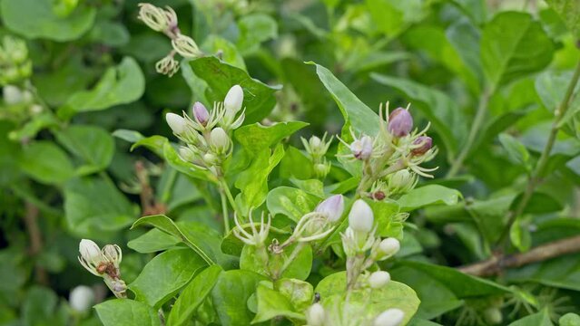 Fresh jasmine flower buds blossom beautifully as they sway in the wind