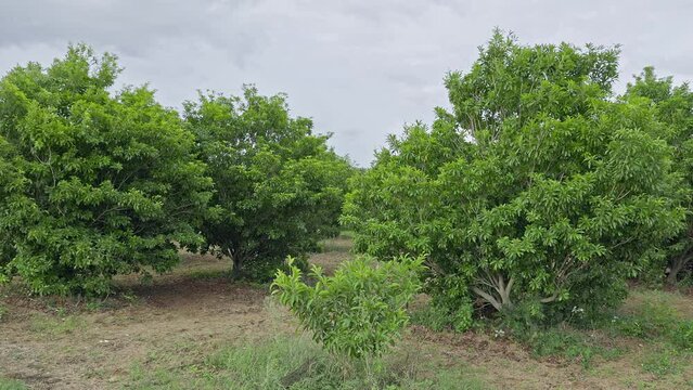 A wide view of a healthy Manilkara zapota or sapodilla tree farm or plantation