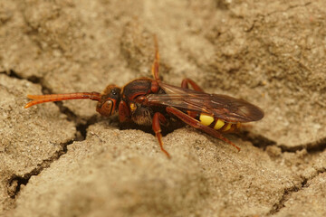 Closeup on a female flavous nomad bee, Nomada flava sitting on the ground