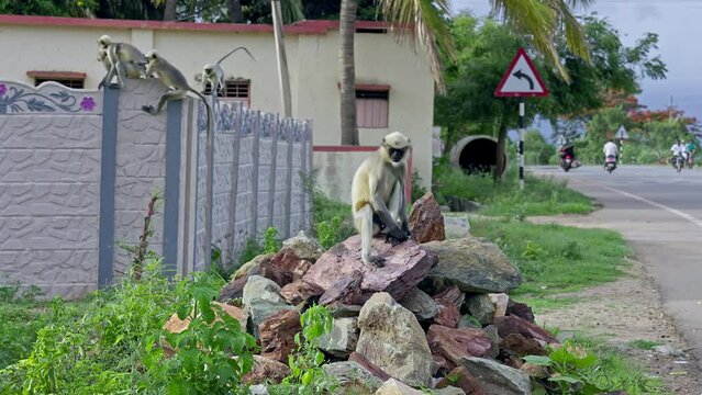 A view of a vervet monkey or long-tailed monkey sitting on a pile of stone