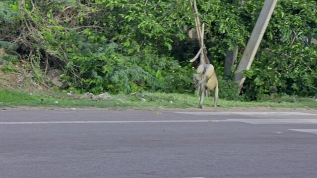 A view of a vervet monkey or long-tailed monkey crossing the highway road