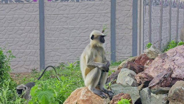 A view of a vervet monkey or long-tailed monkey sitting on a stone