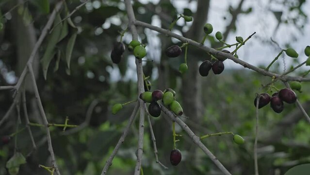 A closeup of small ripe java plums or syzygium cumini fruits on tree branches
