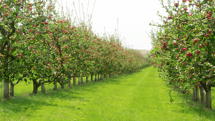 Long rows of apple trees in the garden.