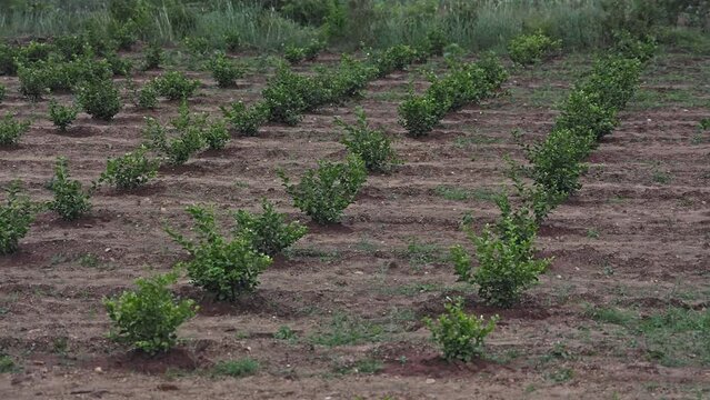 Panoramic view of a fresh jasmine flower plantation in a field during spring