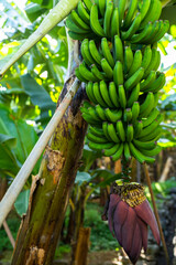 Tourist footpath through a small banana plantation in Funchal area on Madeira,Portugal