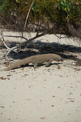 portrait of a komodo dragon on komodo national island, indonesia