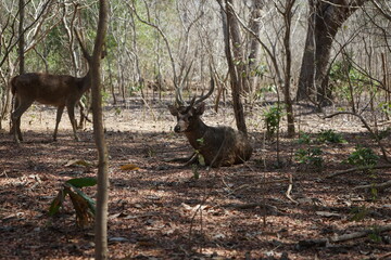 komodo national park bottle nosed deer chilling on the forest floor, doe and stag, indonesia, komood, flores