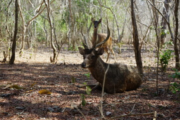 komodo national park bottle nosed deer chilling on the forest floor, doe and stag, indonesia, komood, flores