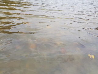 Wavy gray surface of the lake with light ripples and sunken leaves near the shore in autumn (macro, water texture).