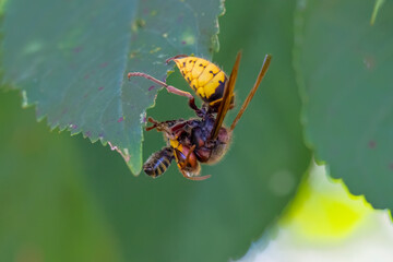 Hornisse (Vespa crabro) zerlegt Honigbiene als Larvenfutter