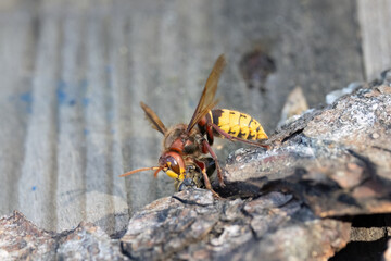 Hornisse (Vespa crabro) jagt am Bienenstand