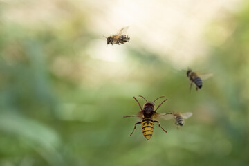 Hornisse (Vespa crabro) jagt am Bienenstand