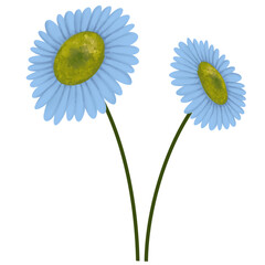isolated daisy on blue