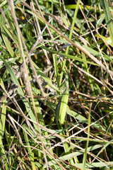 Europäische Gottesanbeterin (Mantis religiosa)