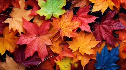 Naklejka na ściany i meble Seasonal background with colorful fallen autumn leaves