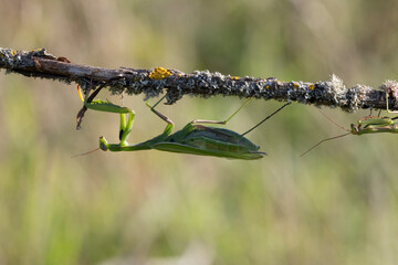 Europäische Gottesanbeterin (Mantis religiosa)