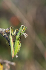 Europäische Gottesanbeterin (Mantis religiosa)