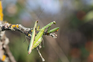 Europäische Gottesanbeterin (Mantis religiosa)