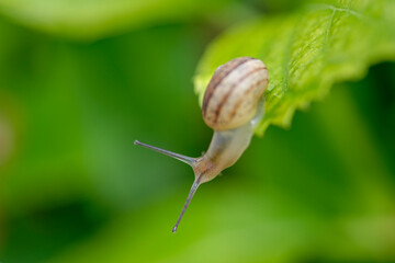Escargot sur une feuille