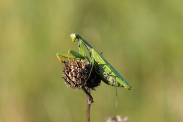 Europäische Gottesanbeterin (Mantis religiosa)