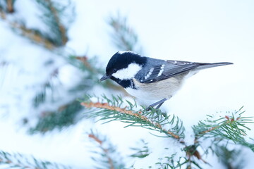 A cute coal tit sits on a snowy spruce branch. Winter scen with a titmouse.  Periparus ater