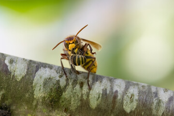 Hornisse (Vespa crabro) zerlegt Honigbiene als Larvenfutter