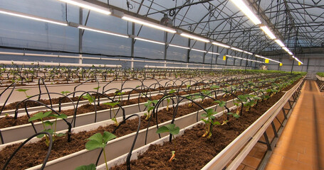 Growing strawberries in greenhouses. A modern greenhouse for the production of organic fruits.