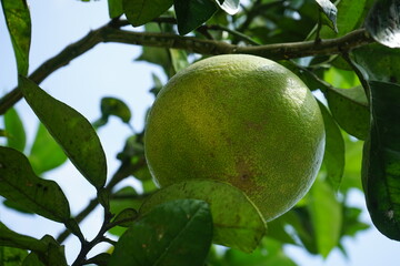 indonesian orange on a tree close up