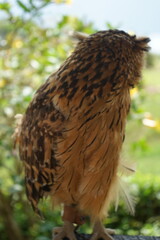 portrait of the back of an owl in bali indonesia