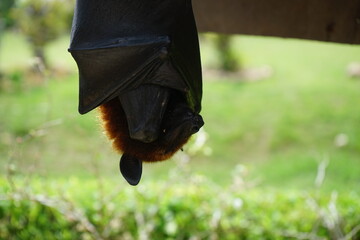 flying fox, vleerhond, hanging upside down - bats, bat, balinese bali indonesia