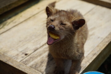 civet cat eating an orange slice luwak coffee