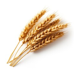 Ear of wheat isolated on white background