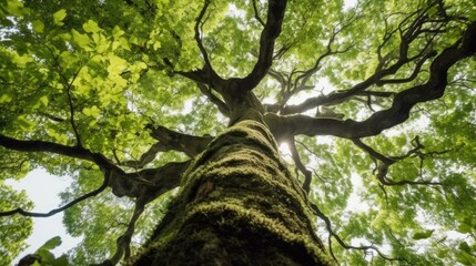 Looking up view of a tree - obrazy, fototapety, plakaty