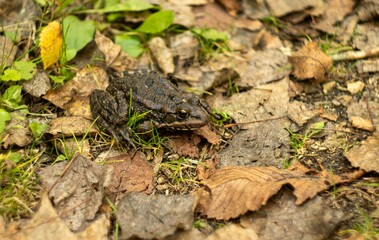 A green frog sitting on a pile of leaves, with its head turned to the side and its eyes looking up. The frog's skin is smooth and shiny, and its eyes are bright and alert.