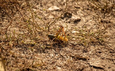 A close-up photo of a green grasshopper on the ground. The grasshopper is sitting on a blade of grass, and its body and legs are in sharp focus. The grasshopper's eyes are large and black.
