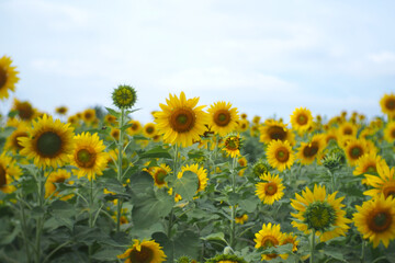 A landscape Sunflower field near the mountains