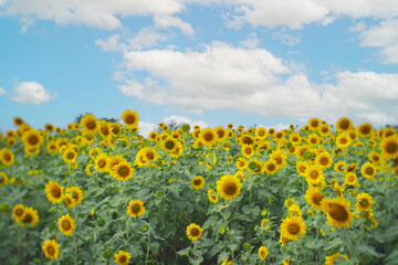 Obraz premium A landscape Sunflower field near the mountains