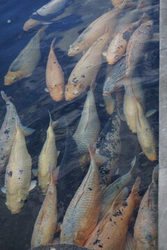 koi karpers in a pond in bali indonesia