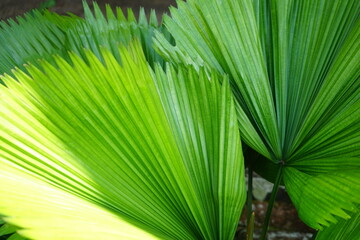 palm tree leaves close up macro green