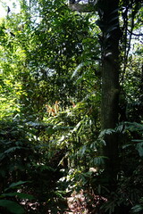 morning in the forest of sumatra bukit lawang