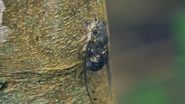 In summer, cicadas crawl on the trunk, chirping and courting