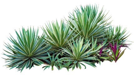 Group of agave plant isolated on white background. PNG File.