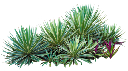 Group of agave plant isolated on white background. PNG File.