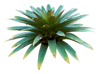 Bromeliad alcantarea isolated on white background. PNG File. 