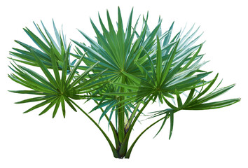 Young palm tree isolated on white background. PNG File.