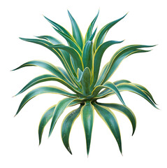Agave plant isolated on white background. PNG File.
