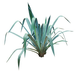 Agave plant isolated on white background. PNG File.