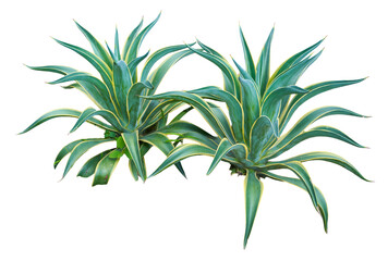 A pair of agave plants isolated on white background. PNG File.