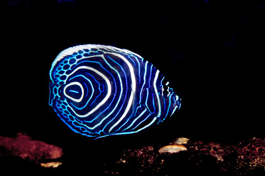 Juvenile ange fish